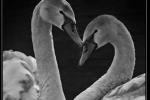 Reflect on love